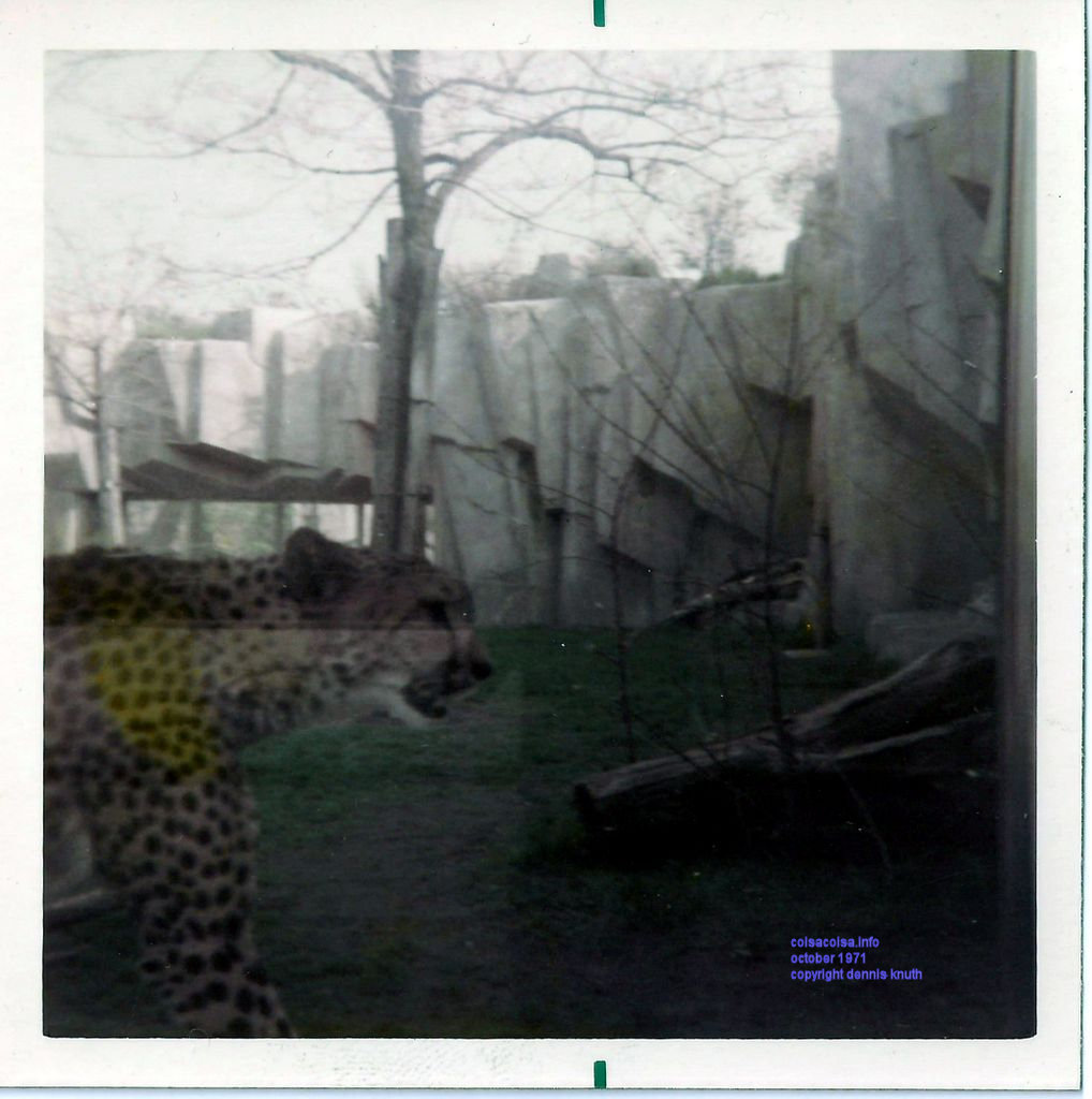 Cheetah at the Zoo