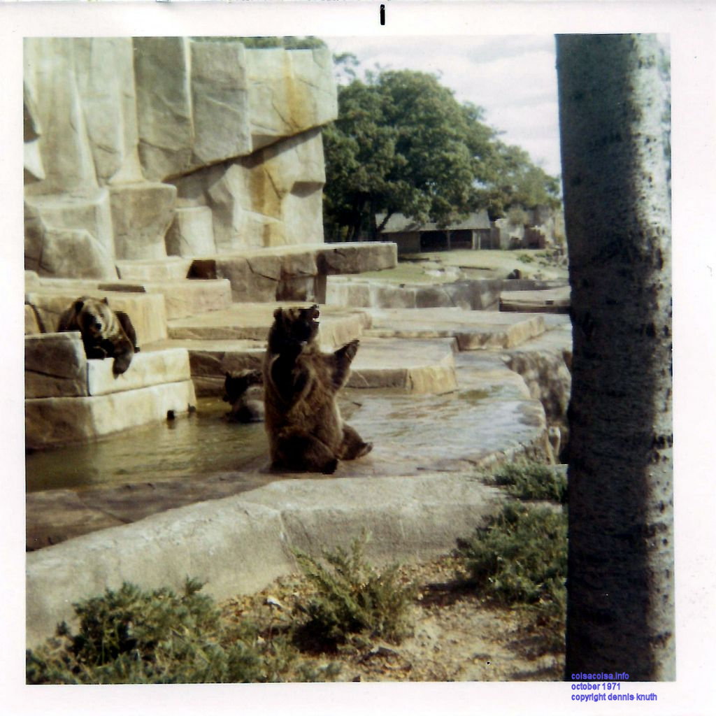 Bear Begging in Milwaukee Zoo