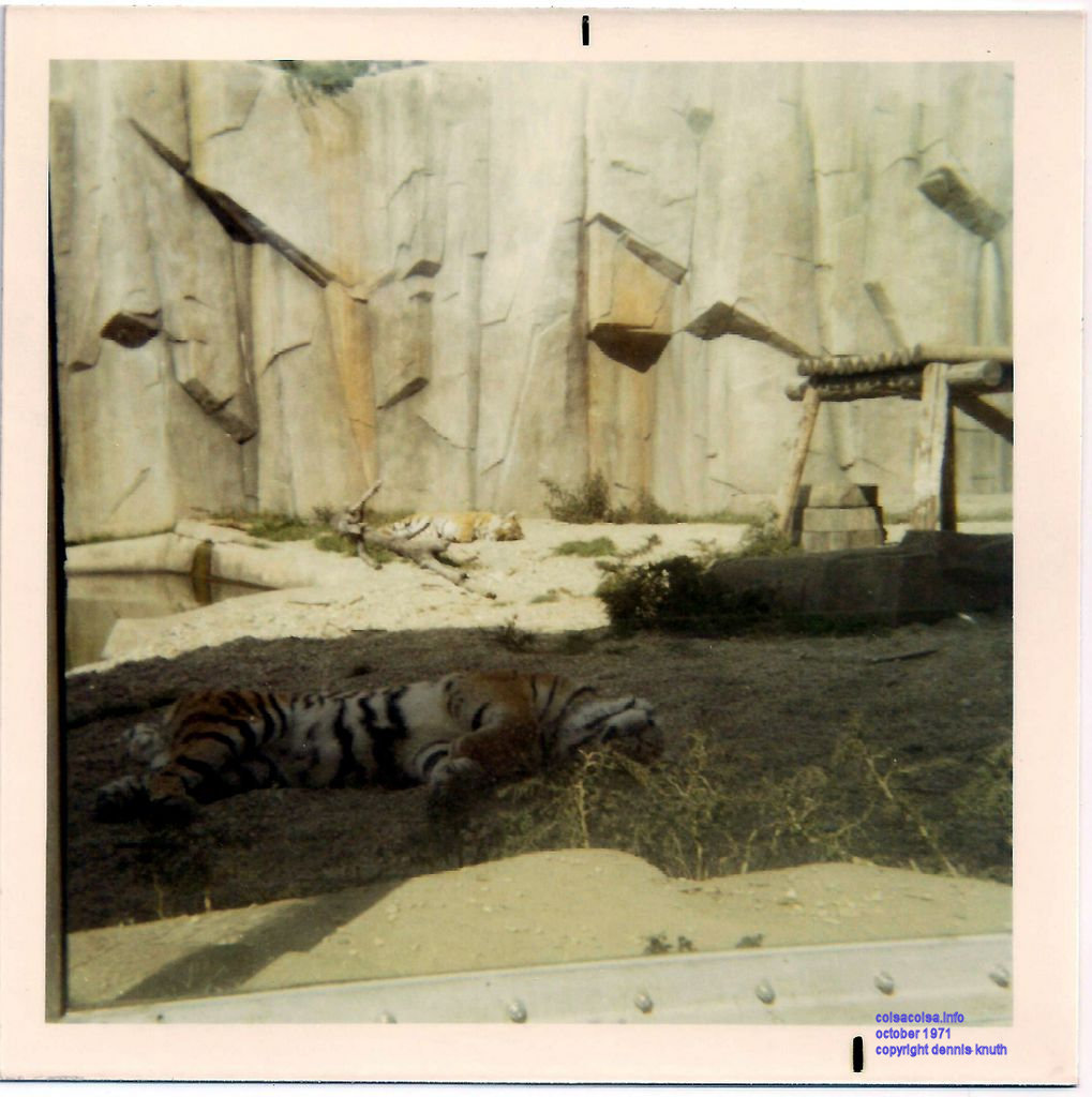 Tigers sleeping at the Milwaukee County Zoo