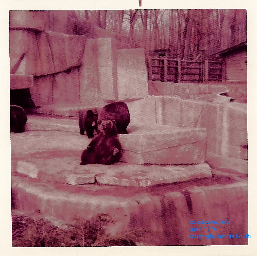 Bears at the Milwaukee County Zoo 1974