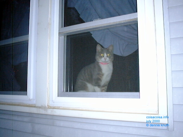 Sherri's KittyKitty waits