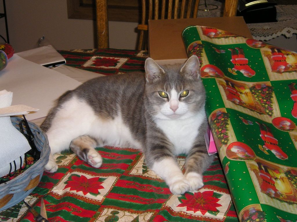 Kitty wrapping