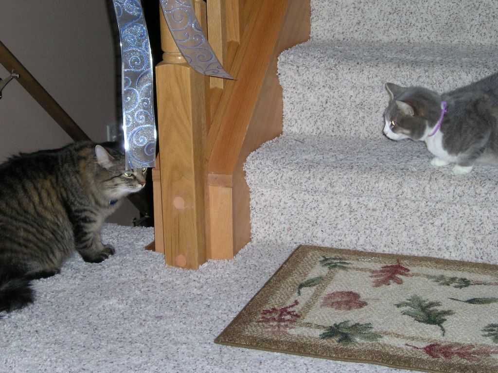 Cat Standoff