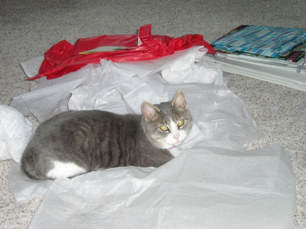 Kitty with Christmas Packaging