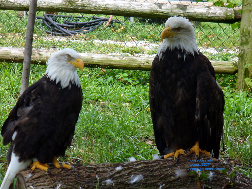 American Bald Eagles close up