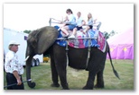 Jared and Sherri Ride an Elephant during Durand Days