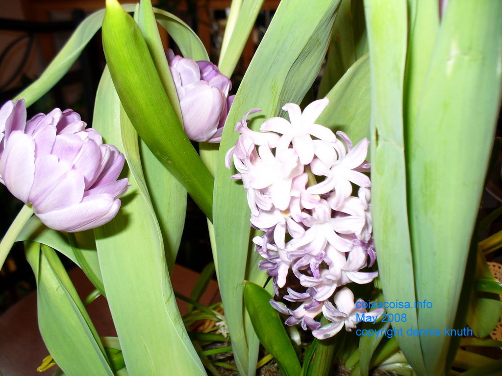 Tulips and Hyacinths for Mothers Day