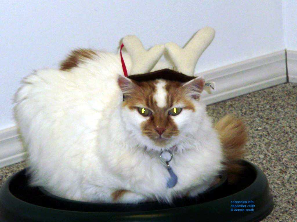 White cat with Reindeer Hornes