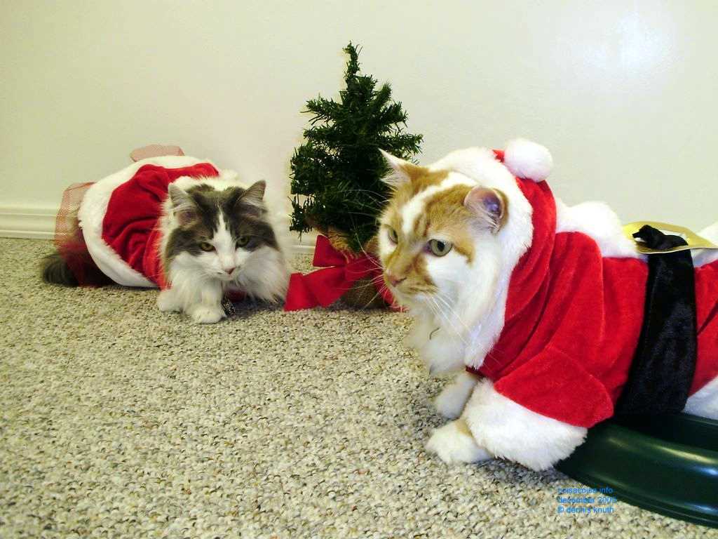 Cats with their Christmas tree