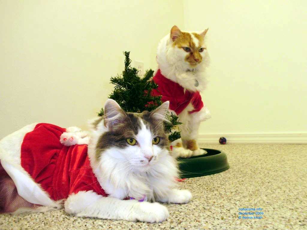 Tiny Christmas tree and cats