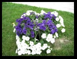 purple and white petunias