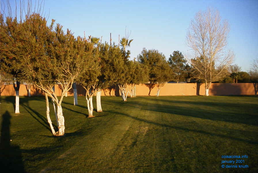 January Trees in Phoenix Arizona 2001