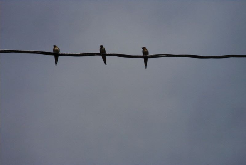 Birthday Birds on a wire