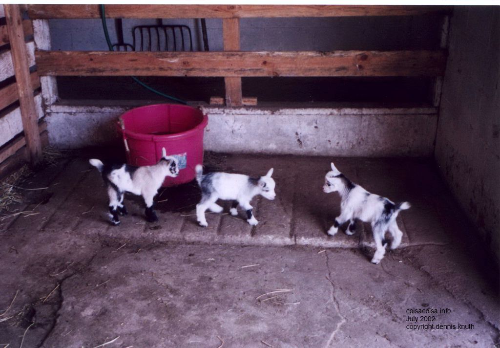 baby goats prance
