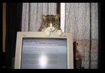 Kitty Kitty on the monitor