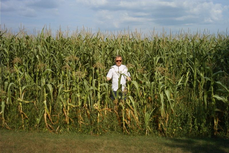 A field of corn with Dennis in it