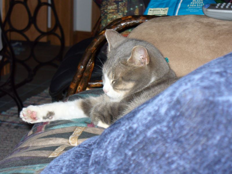 Sherri's Kitty Kitty in 2007