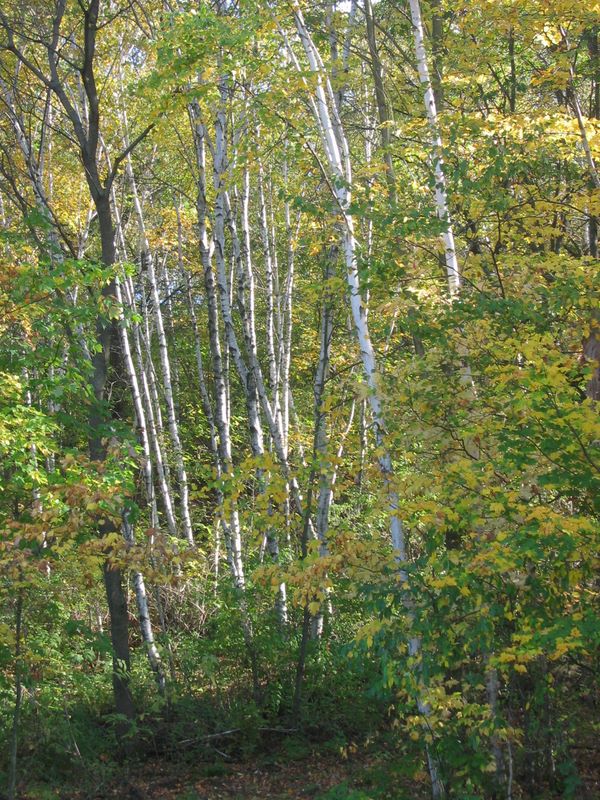 Autumn Birches in Wisconsin