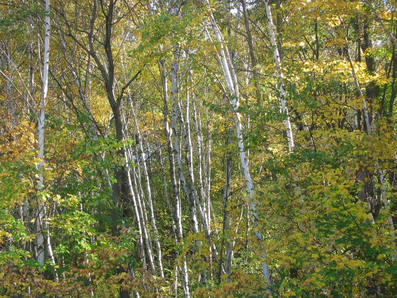 Birch trees on Water Pump Hill