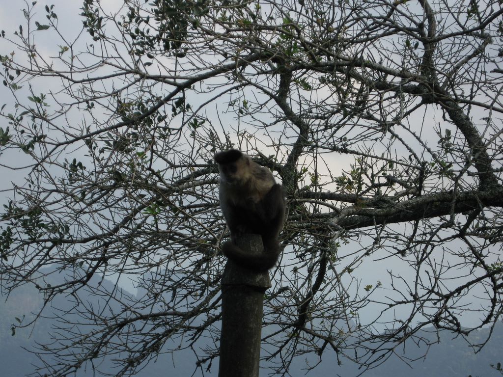 The tree top monkey in Rio de Janeiro