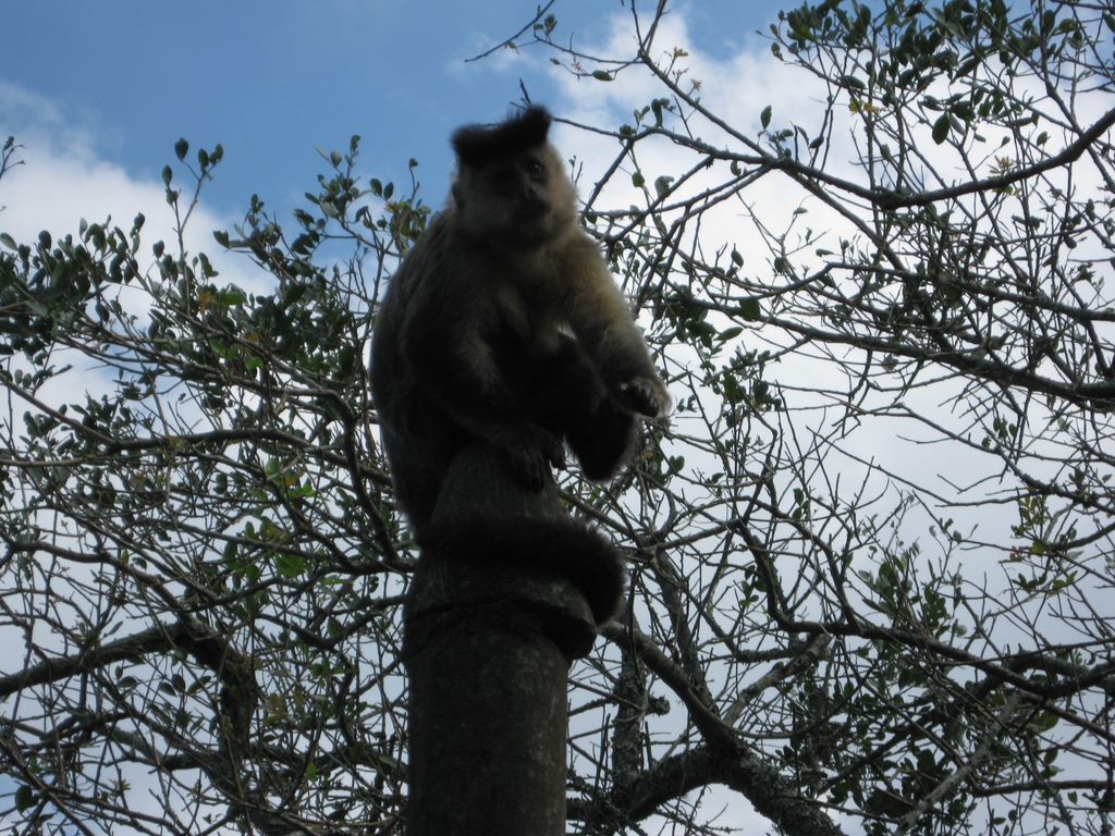 Monkey tail wrapped around a tree trunk