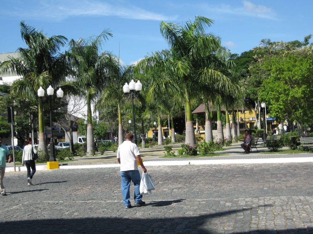 Oliviera Brazil Palm Walkway
