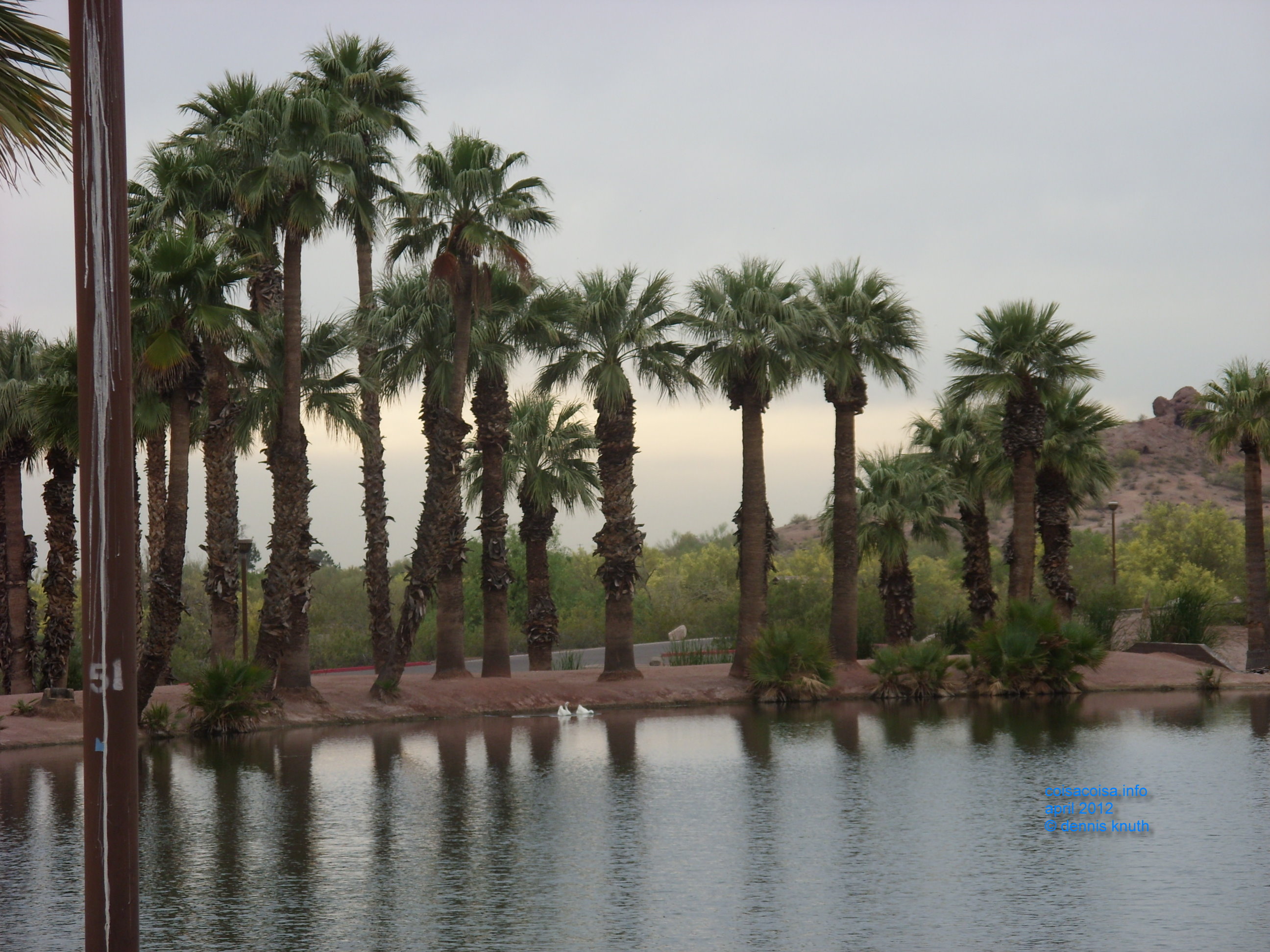 Papago Park ponds and palms