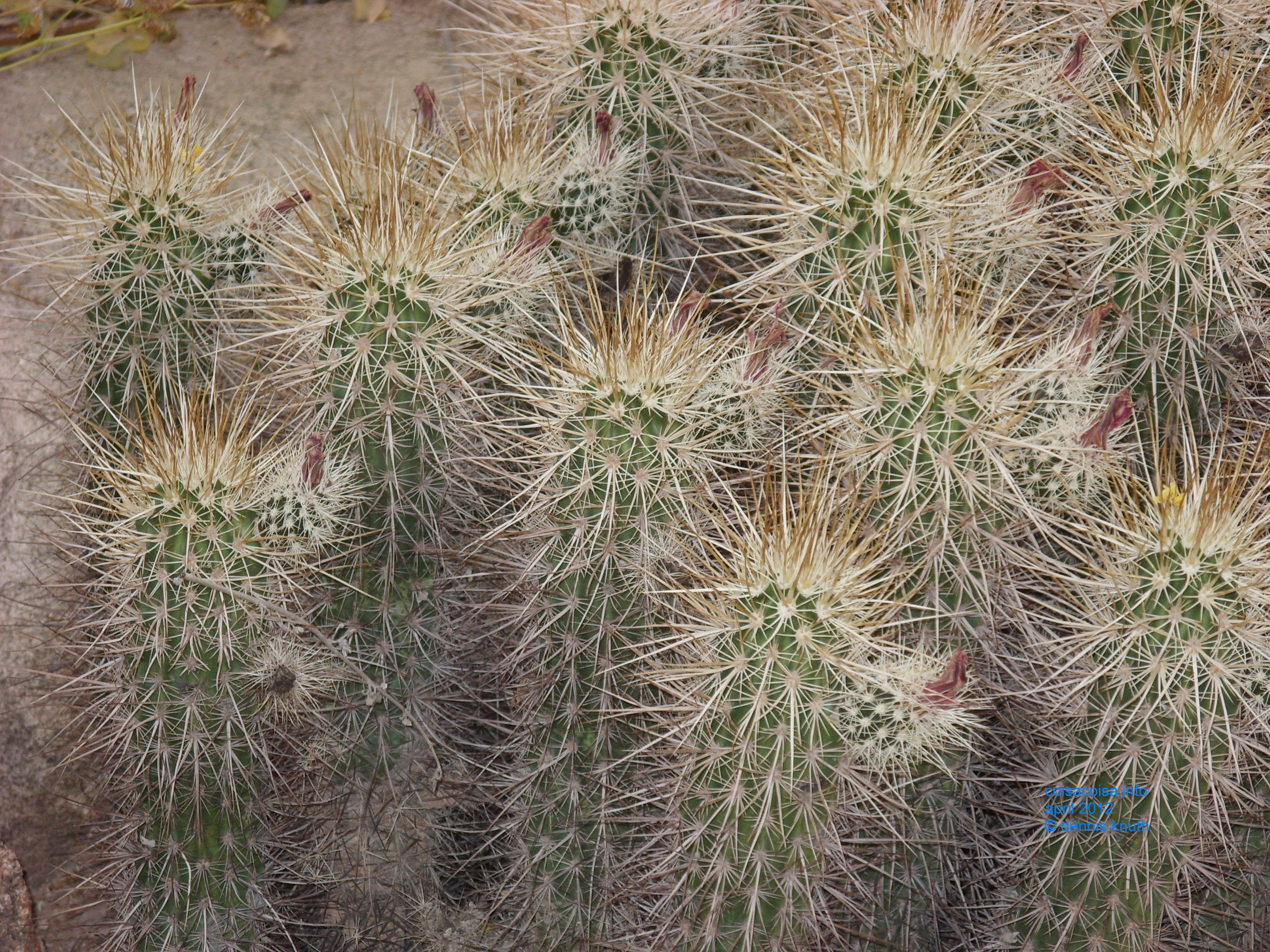 Stand of cacti in Papago Park
