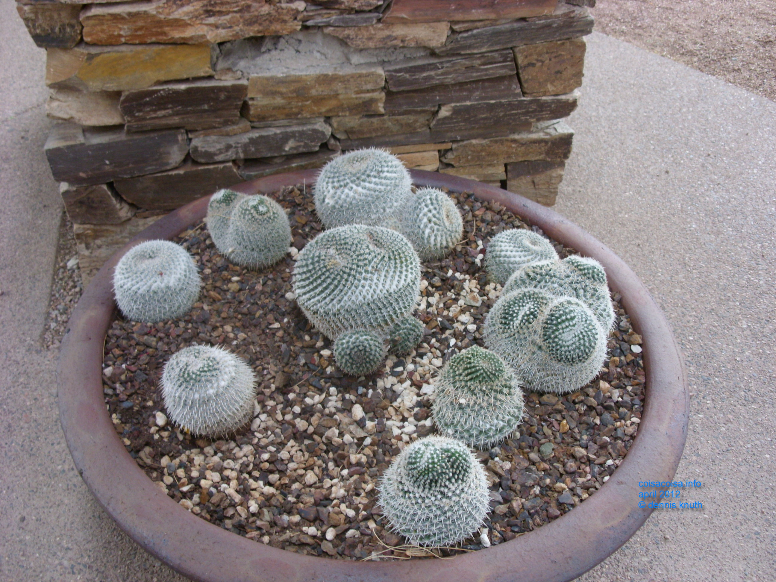 Potted cacti at the Phoenix Botanical Gardens