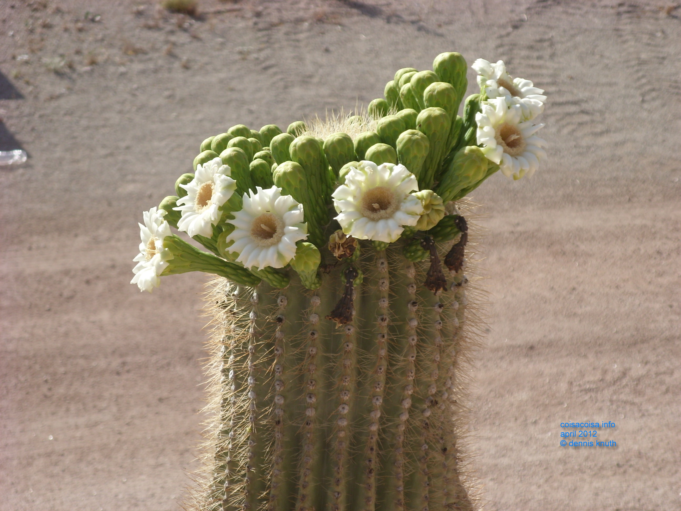 Saguaro Cactus flowers in Apache Junction