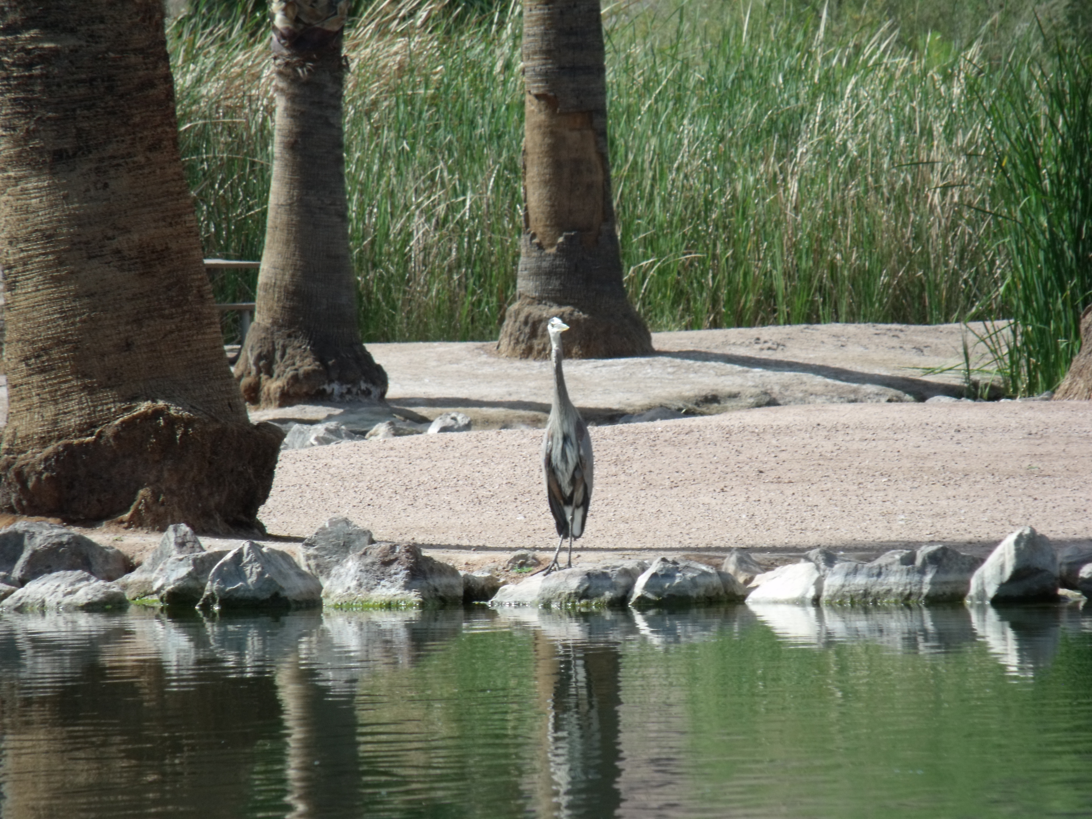 Blue Heron in Papago Park Phoenix Arizona