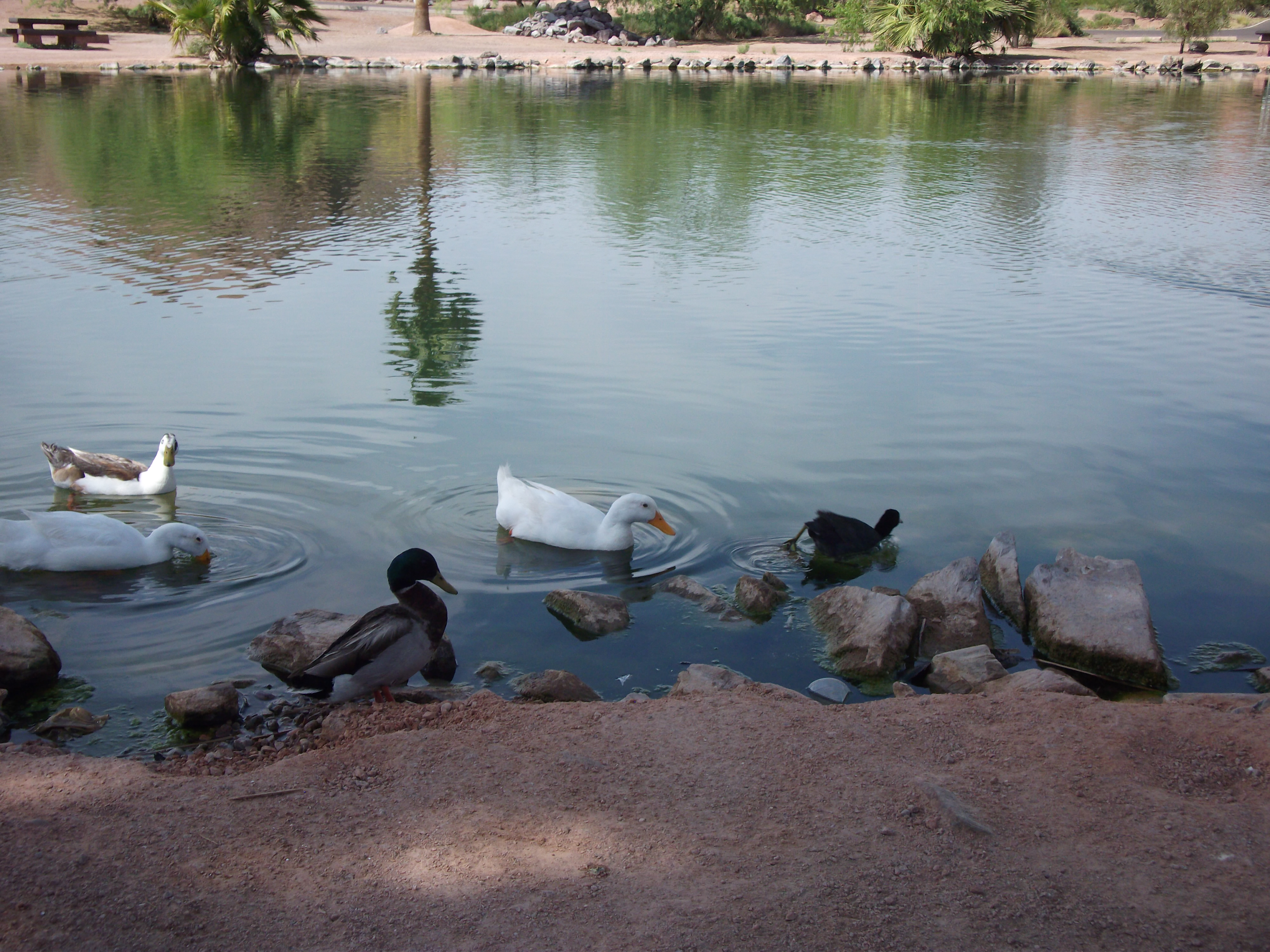 Ducks of many colors on Papago Pond