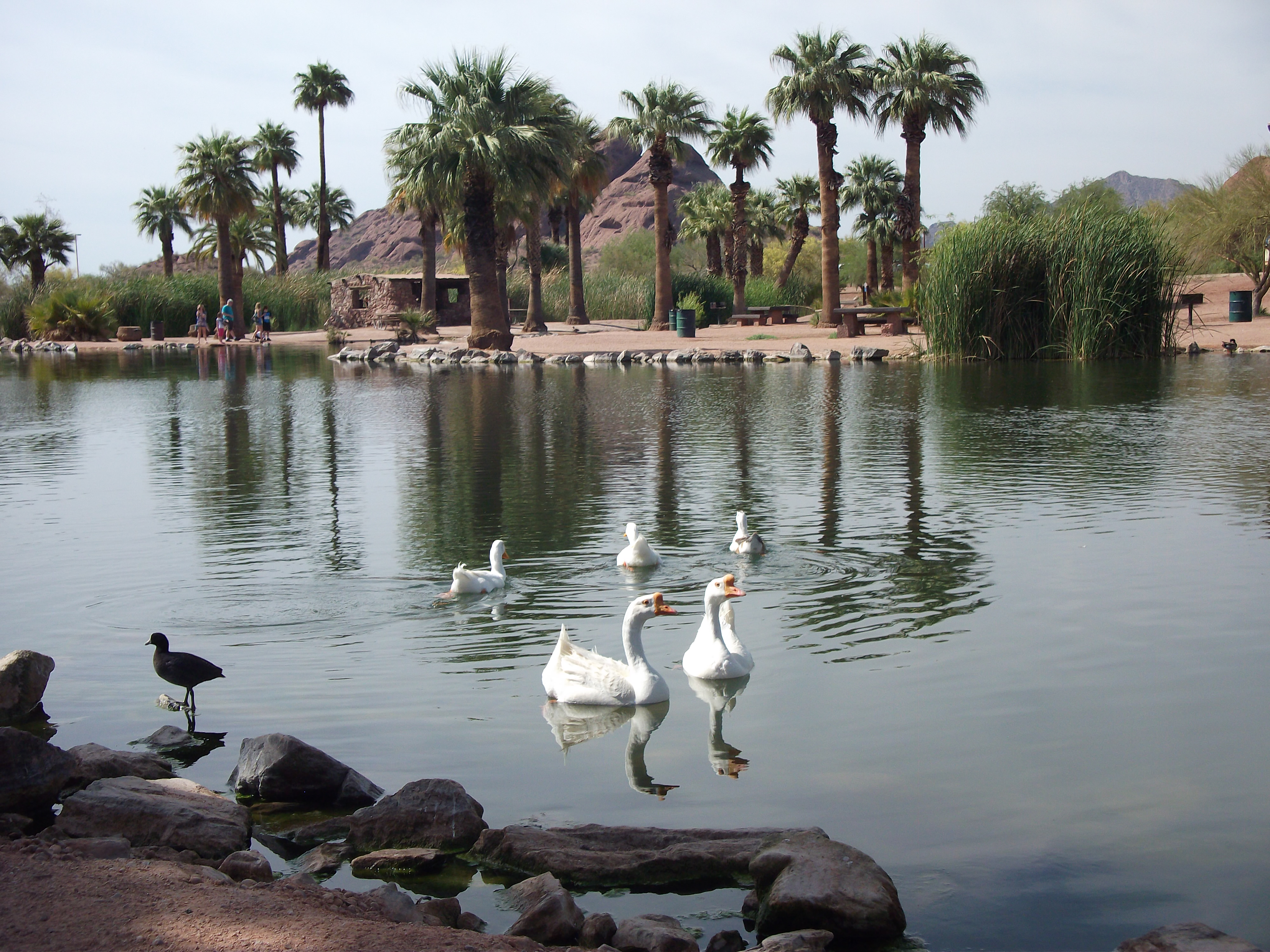 Geese and Ducks and on Papago Lake