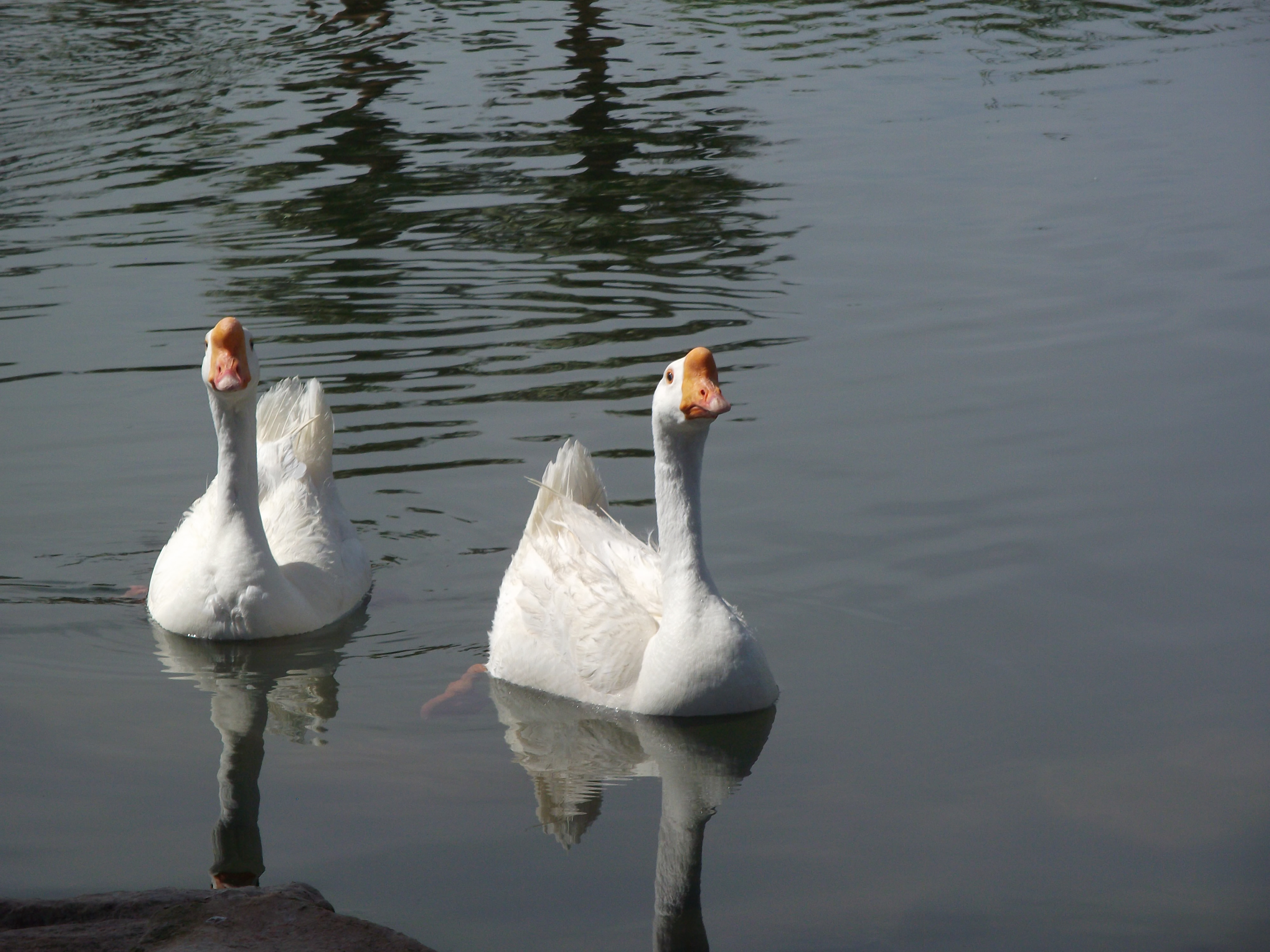 Geese on a Lake