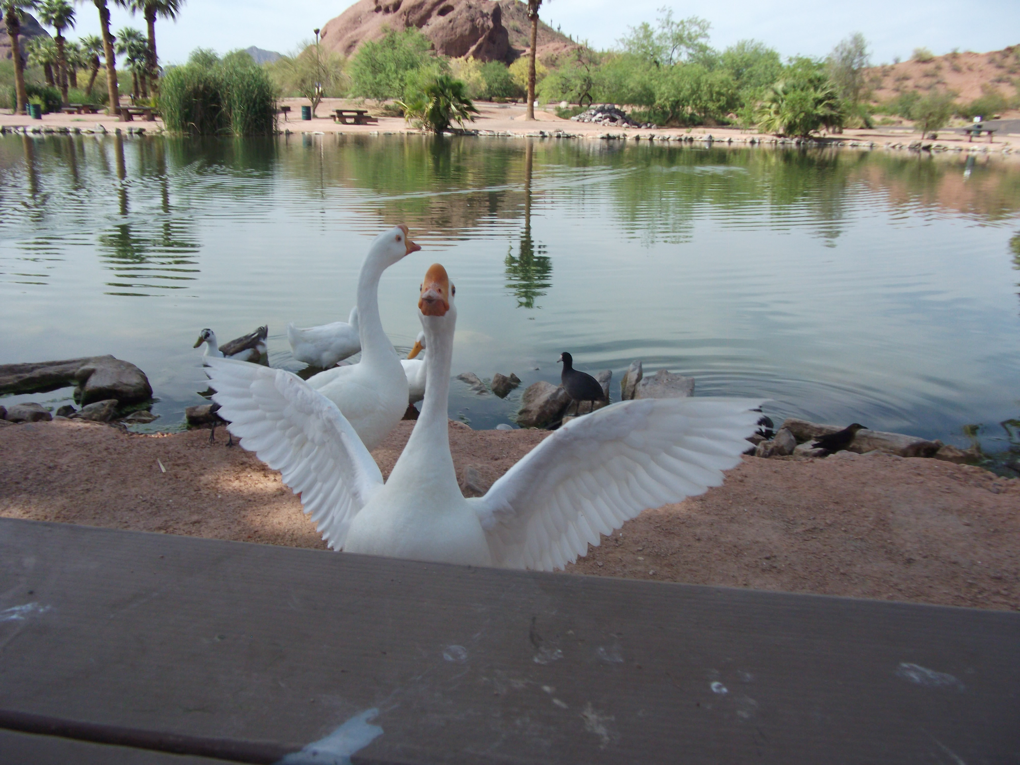 Papago Park Geese speard their Wings