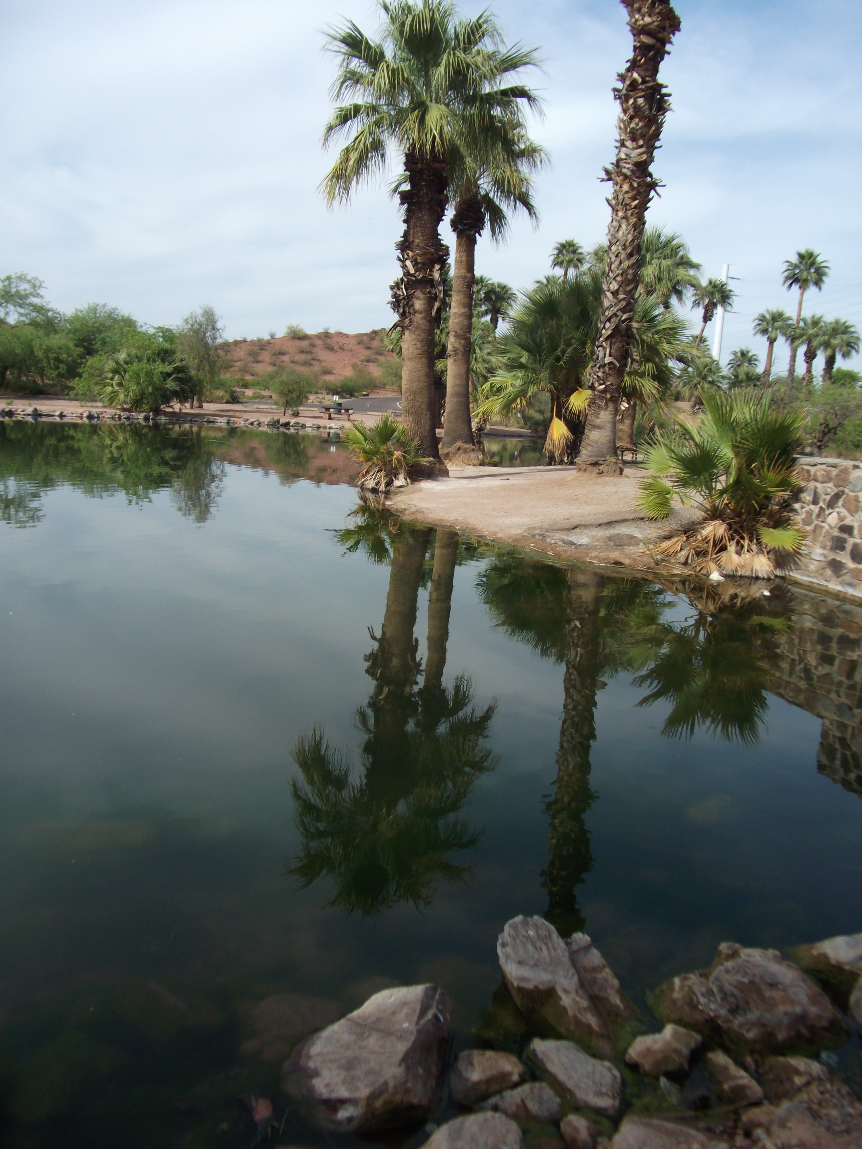 Palms Reflect on Papago Park Lake