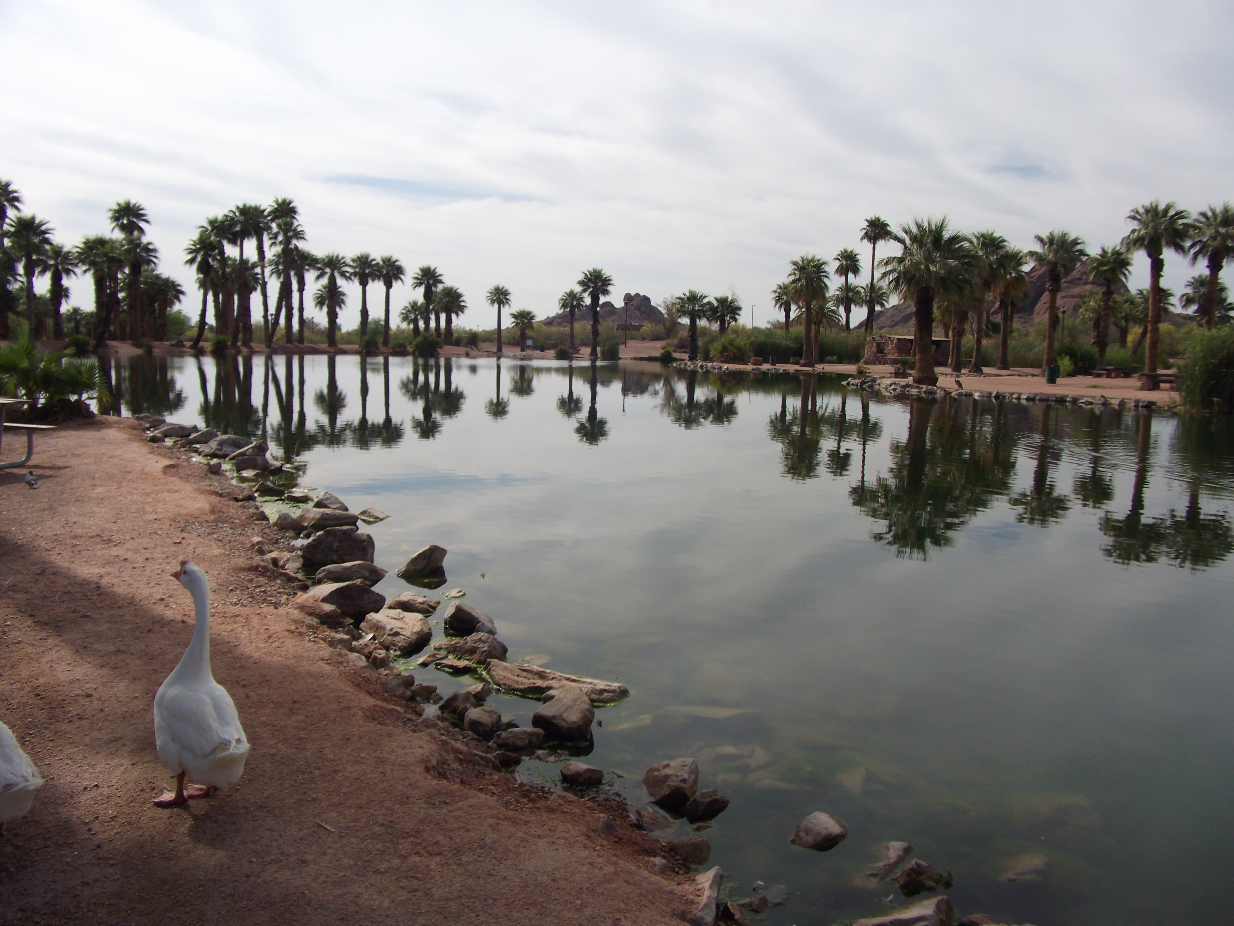 Geese on the Lake in Papago Park