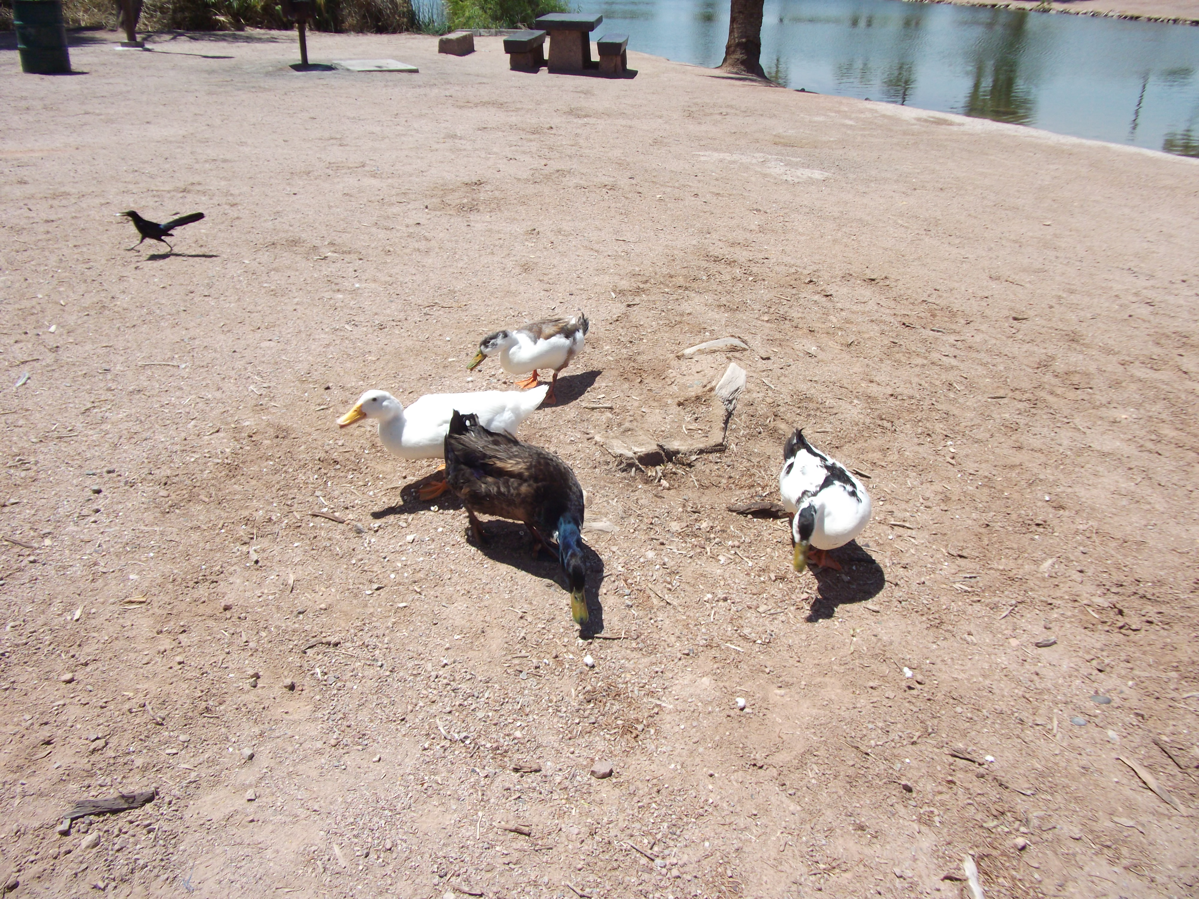 Ducks and Geese in Papago Park