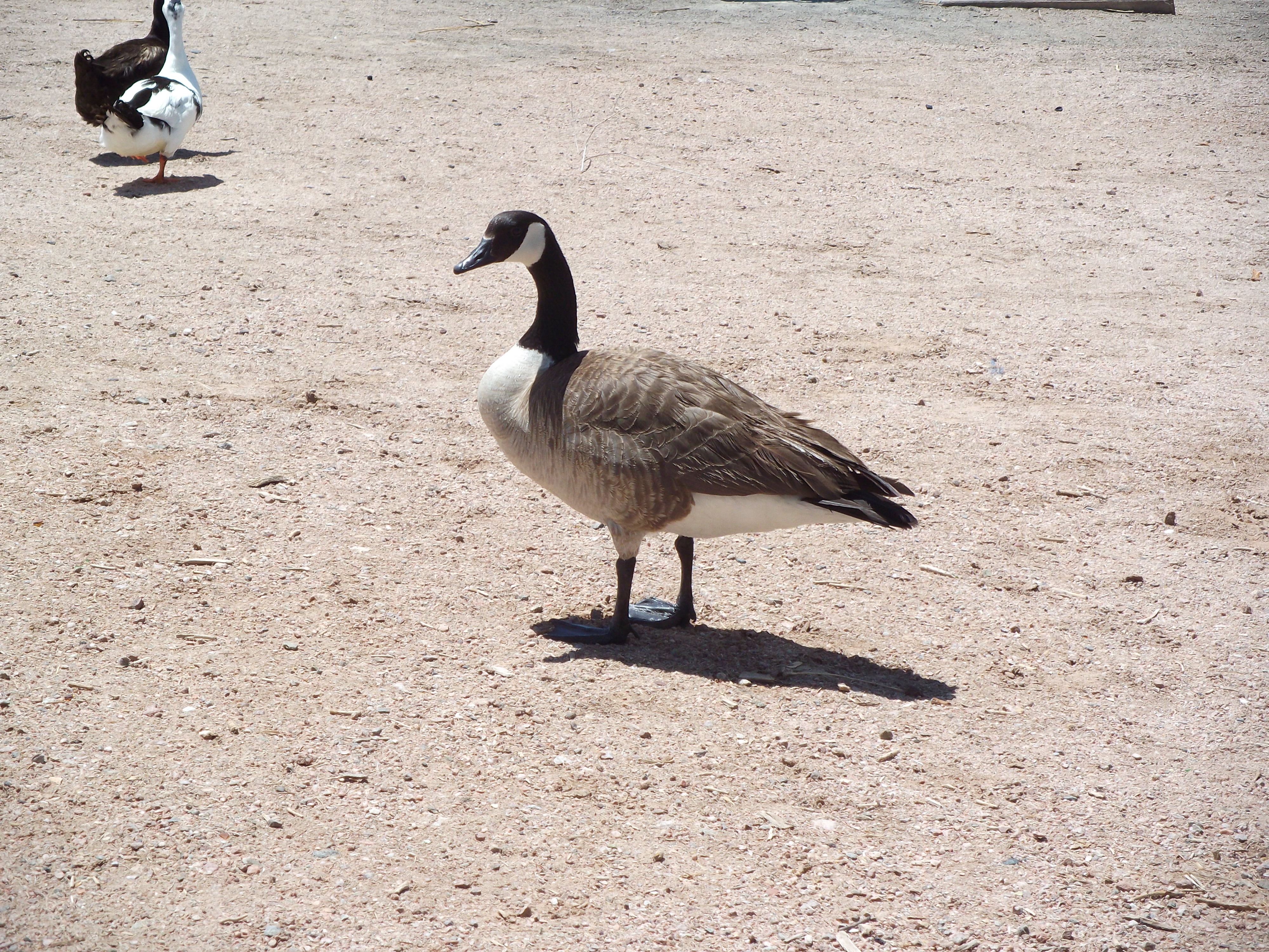 Canada Goose in Papago Park