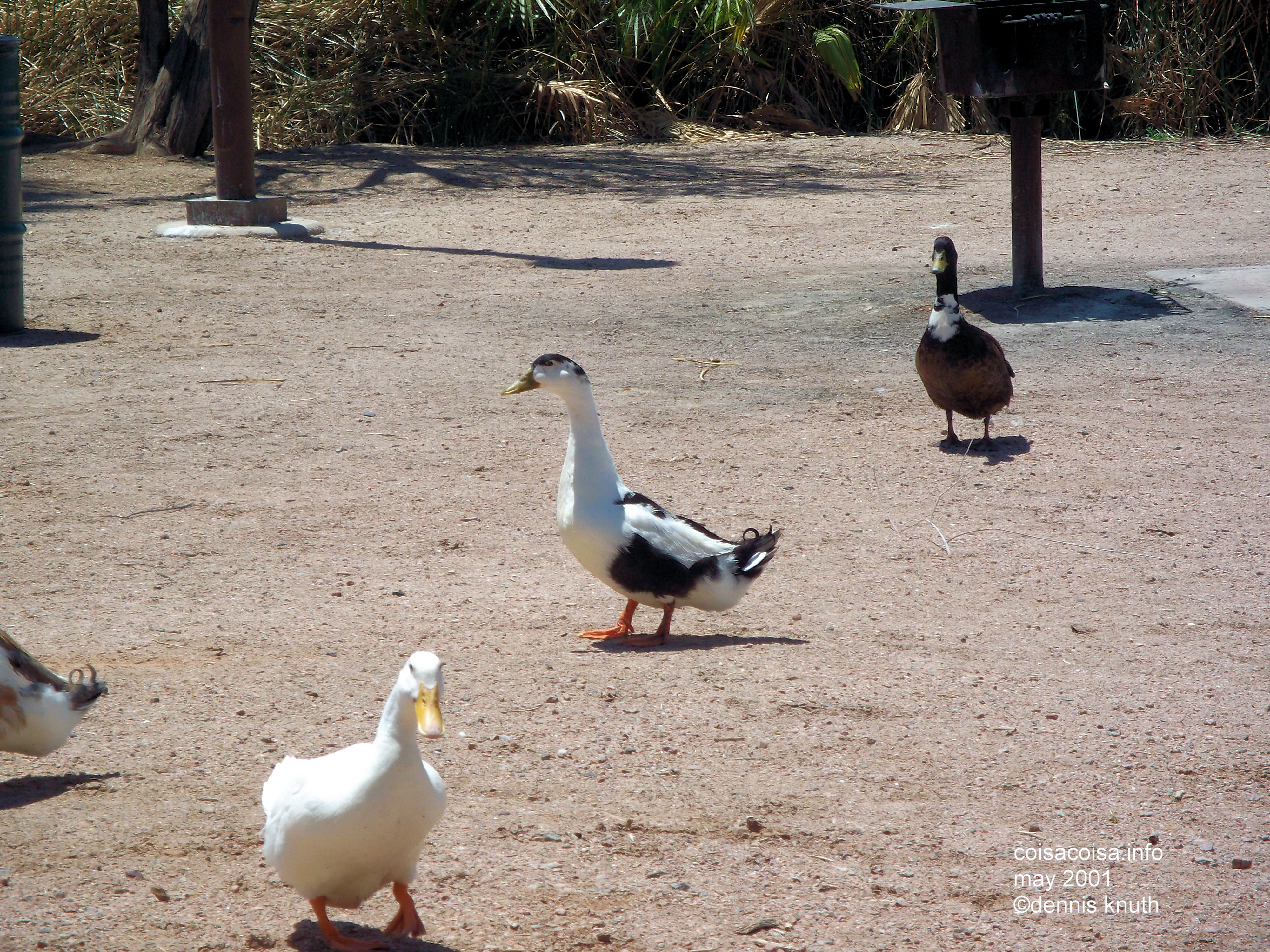Spotted Duck in Papago