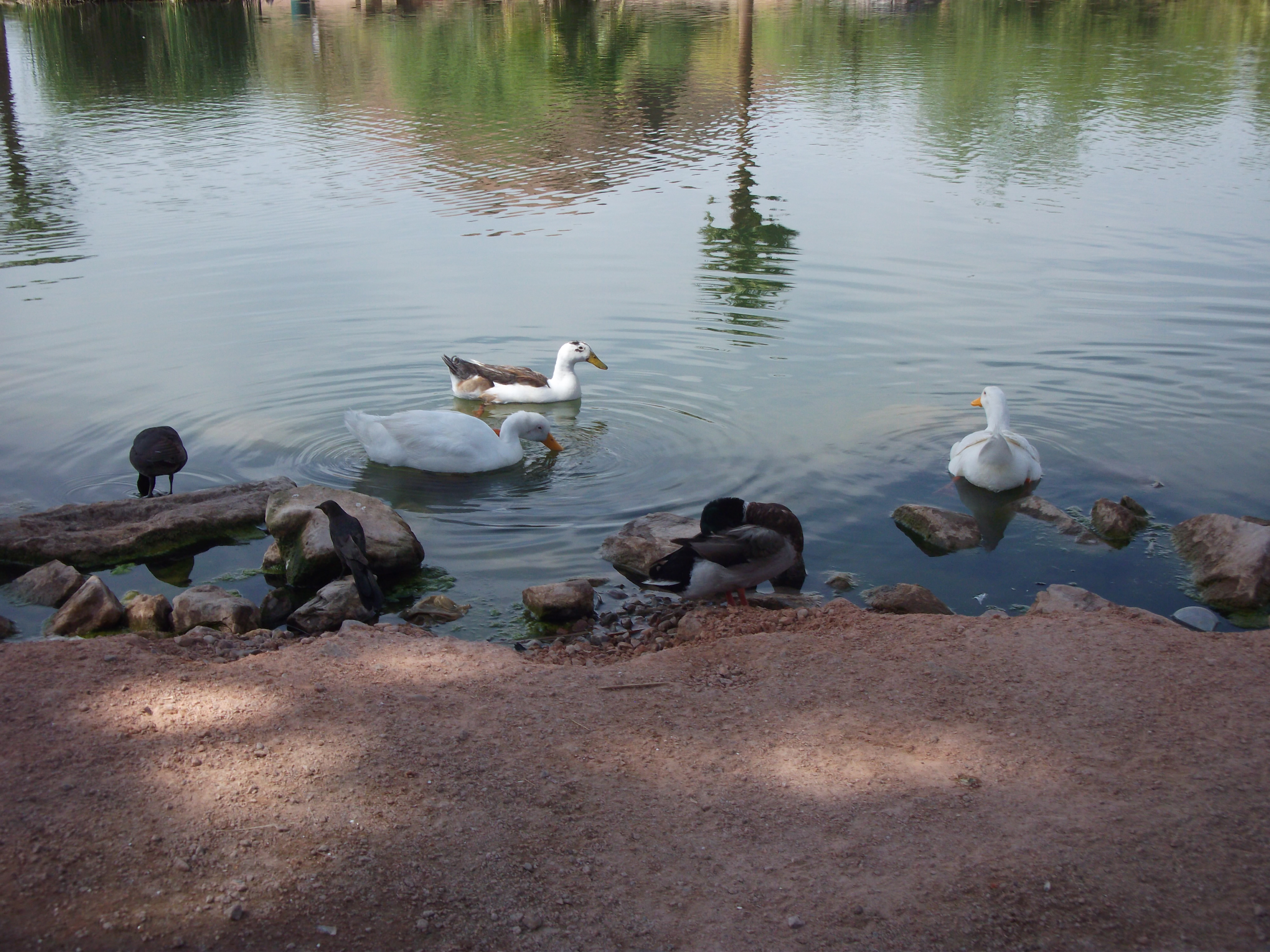 Papago Lake Ducks and Birds