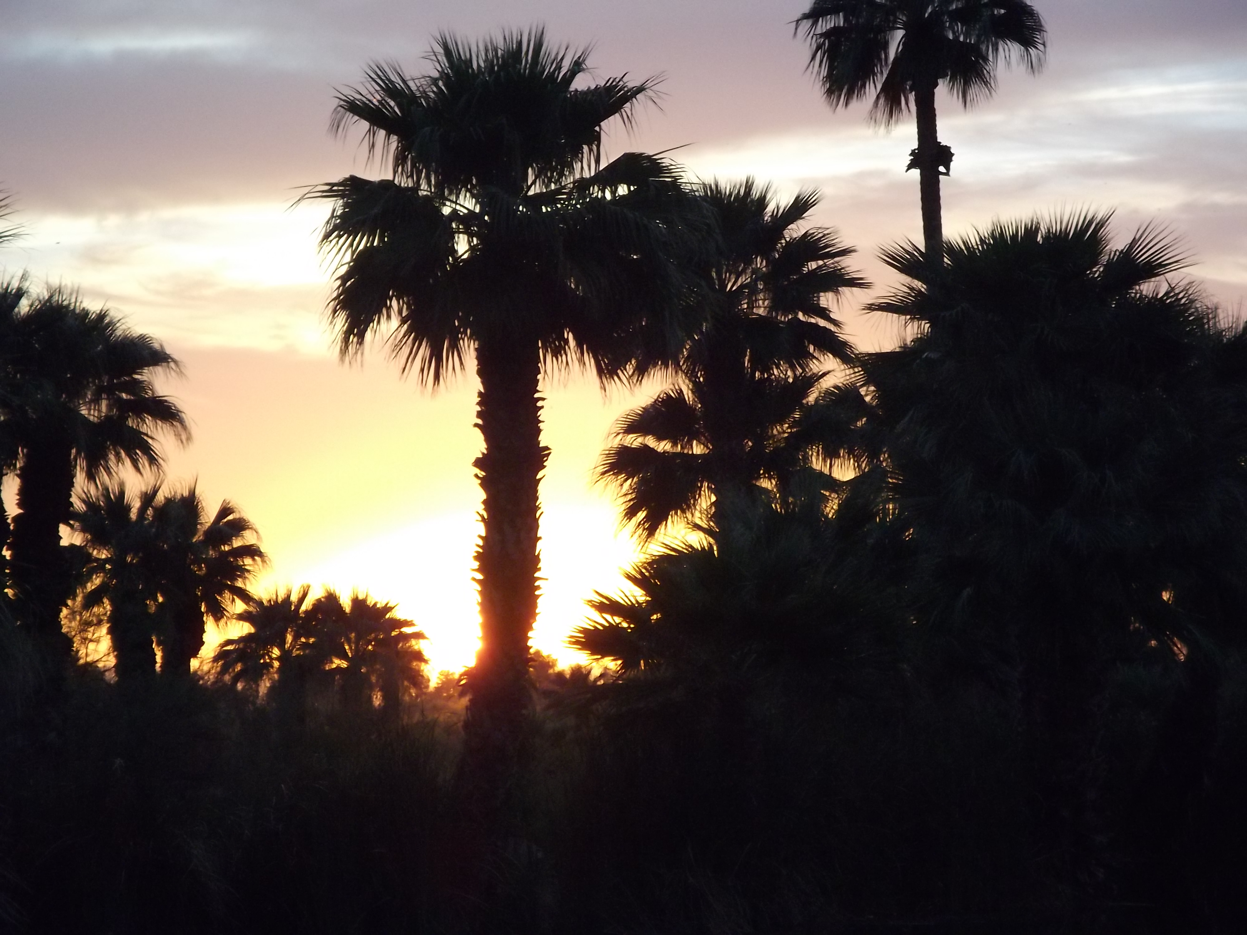 Sunset in the palm trees