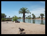Goose and a Papago Park Landscape