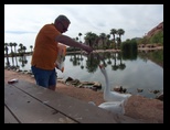 Dennis Feeding geese
