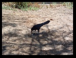 Raven or Magpie in Papago