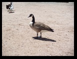 A Lone Canada Goose in Papago 