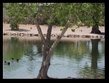 Ducks swimming by a tree