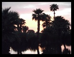 Papago Palms in silhouette