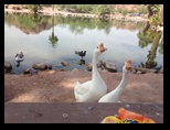 Geese demainding food