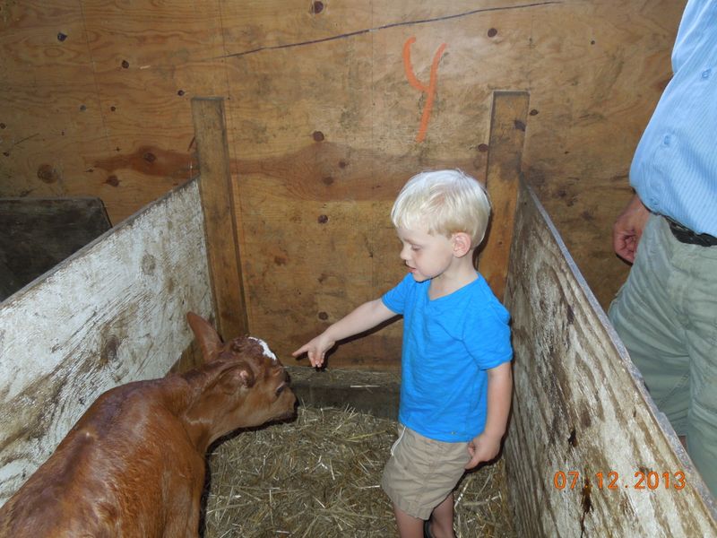 Colin discovers a calf